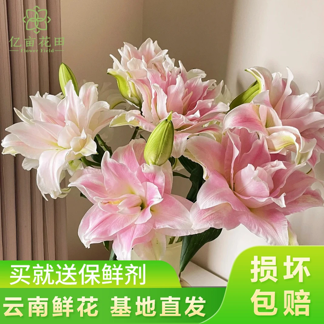 （推荐）贵妃重瓣百合【全店任意满2件发顺丰京东】粉色重瓣百合鲜花