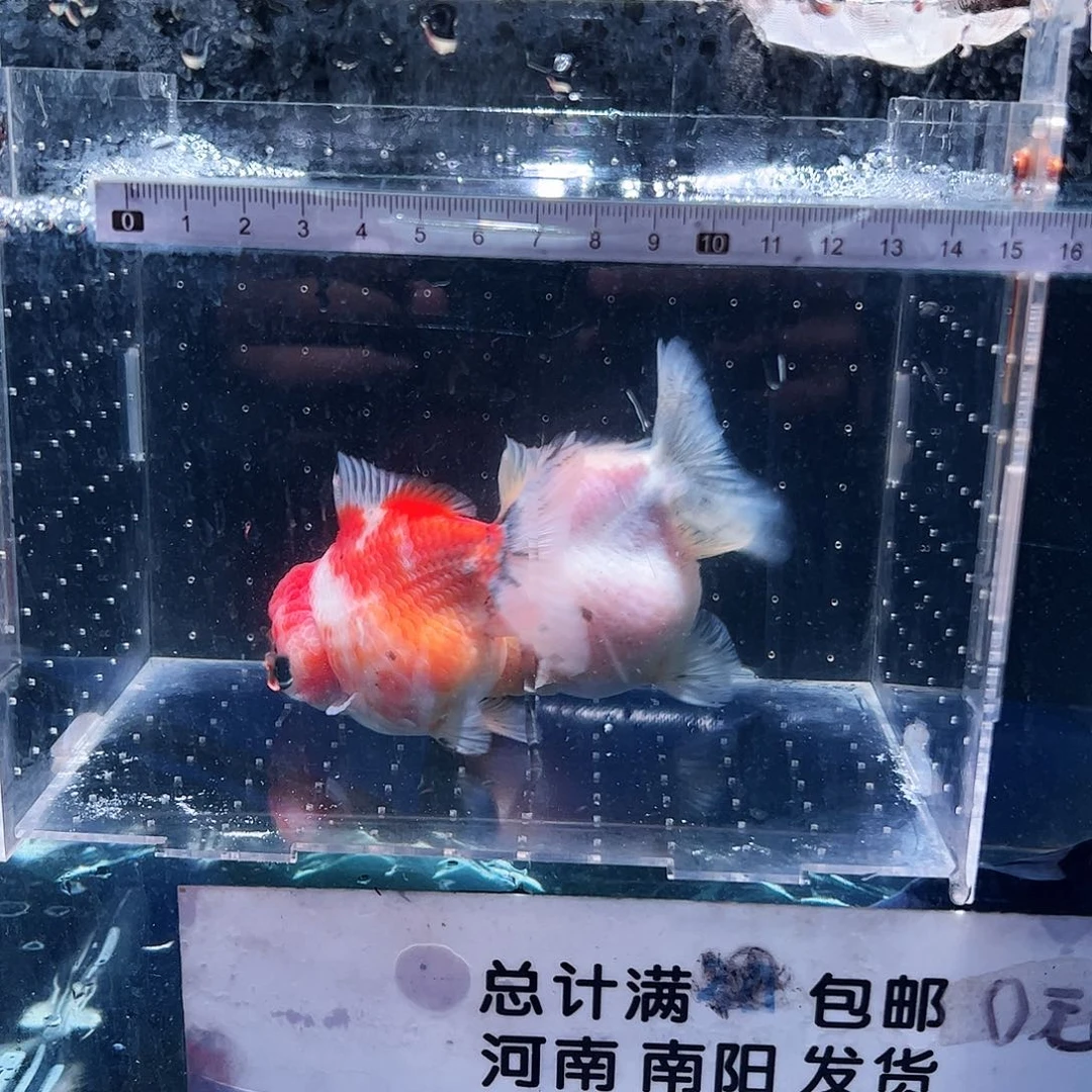 金鱼11111111111111