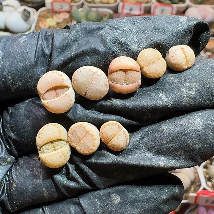 生石花222///。  180