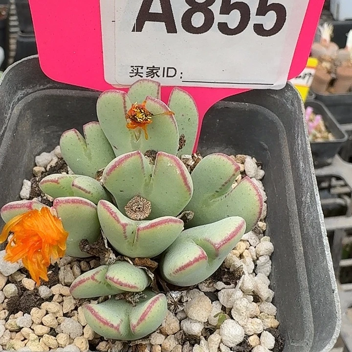 密密麻麻密密麻麻855