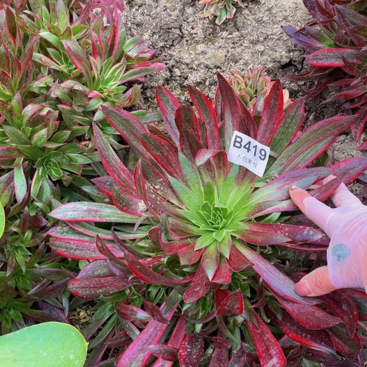 419孔雀锦量多肉法师不包断枝