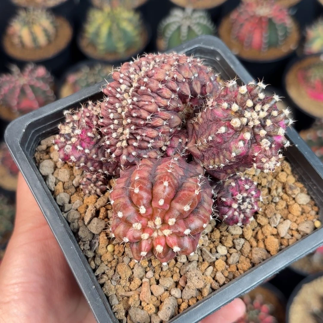 泰系米哈实生坠化808