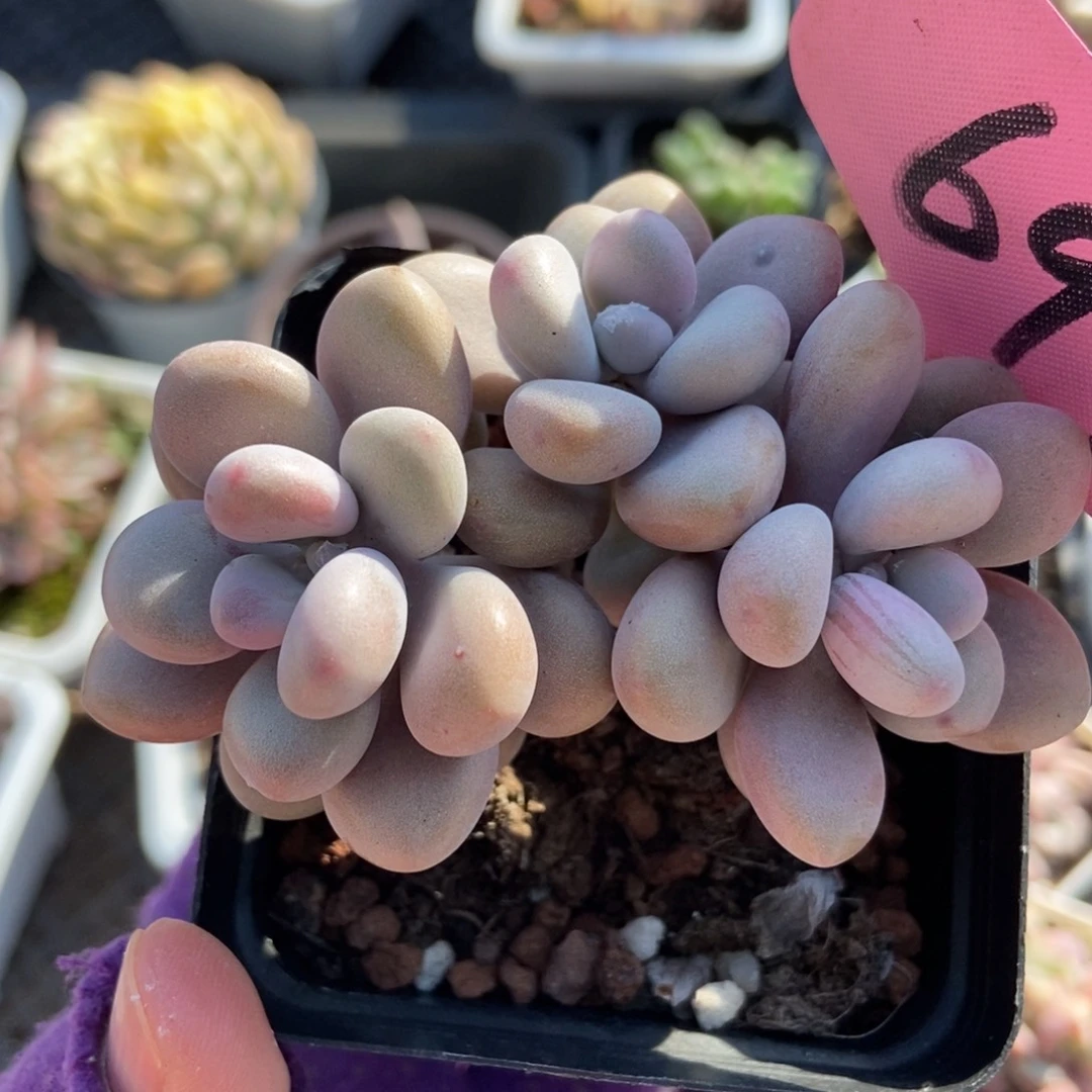 699桃蛋多肉植物多肉