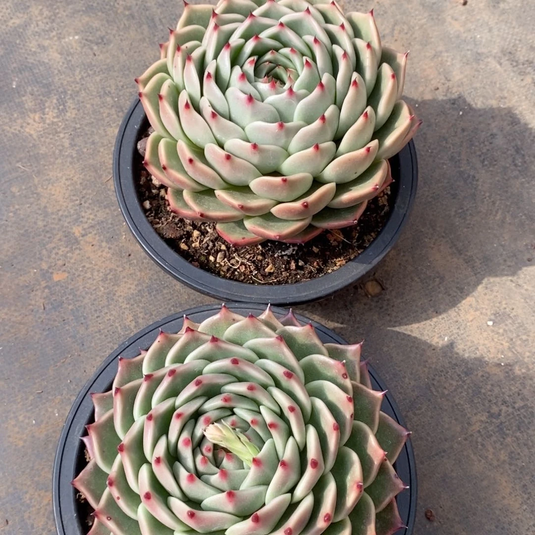 你*爷福利特价韩版原始龙