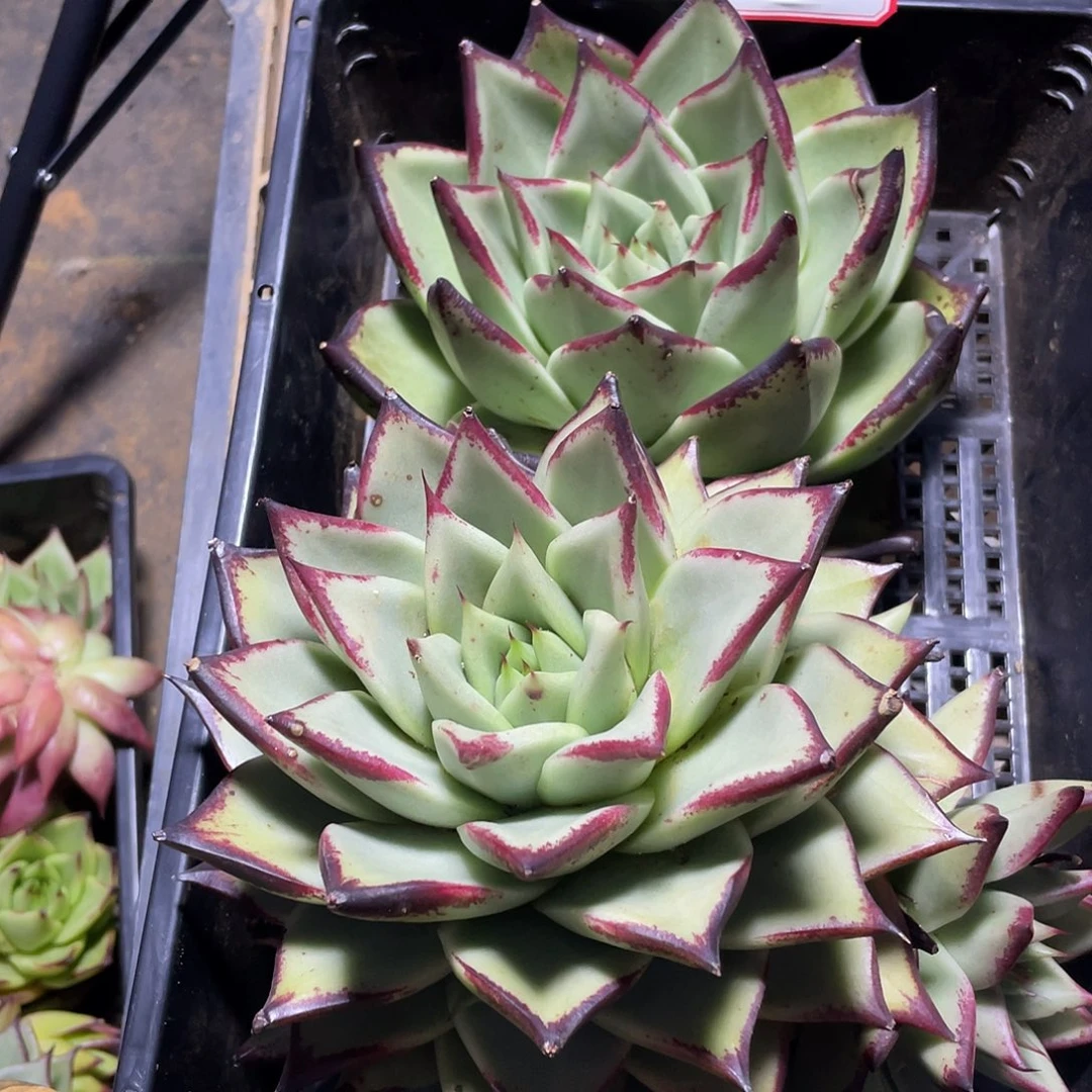 若如东云组拍2008