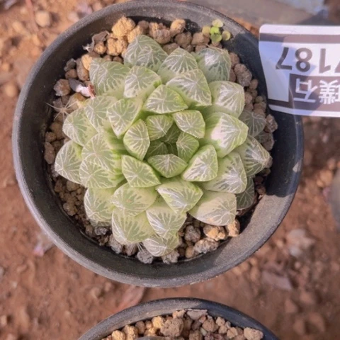 玉露17181多肉植物