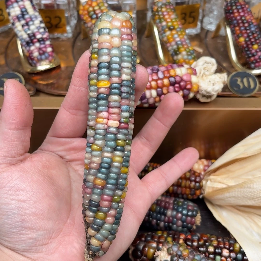 柏香籽/百香籽吊坠明***休