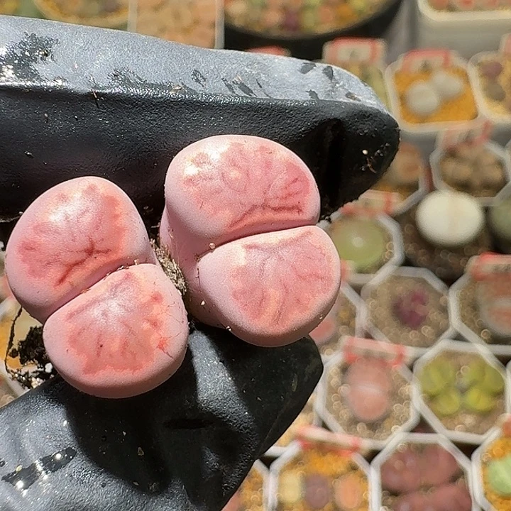 生石花2:：，星。  398号