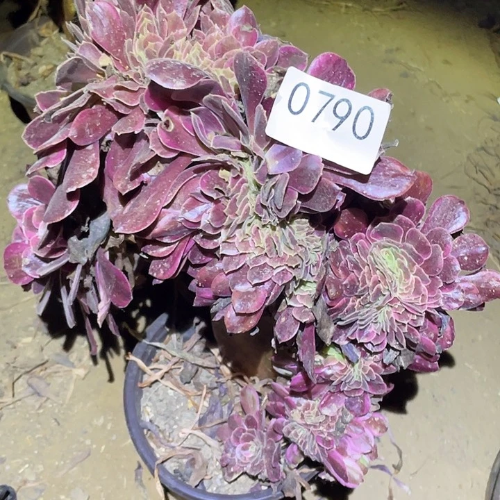 多肉植物法师790美杜莎缀