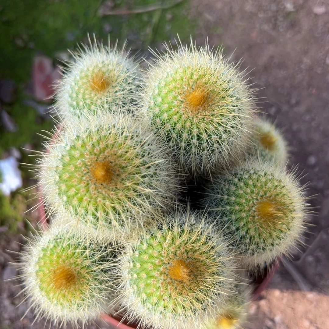 用***8零零落落 零零落落