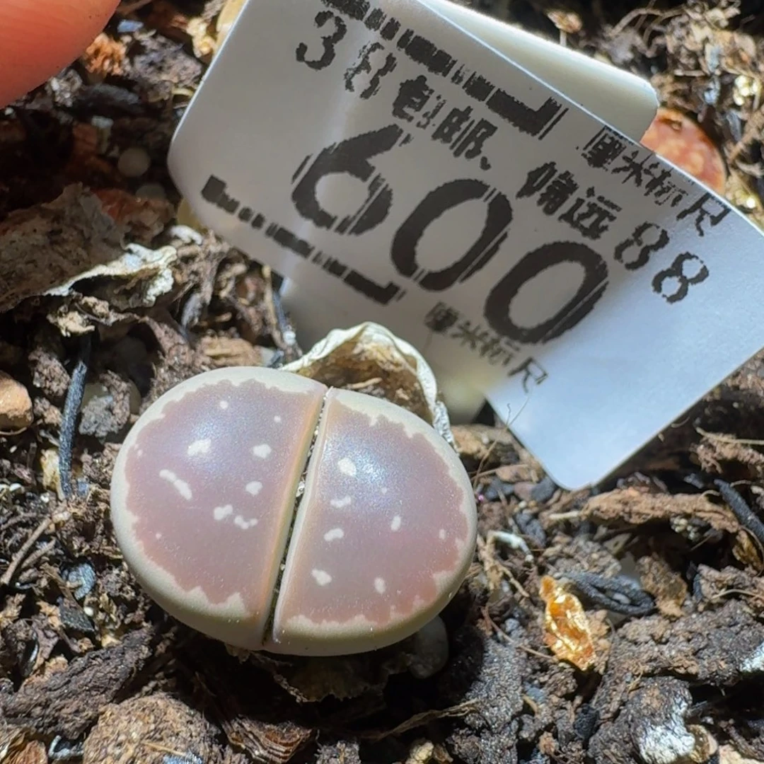 Ssss精品生石花600