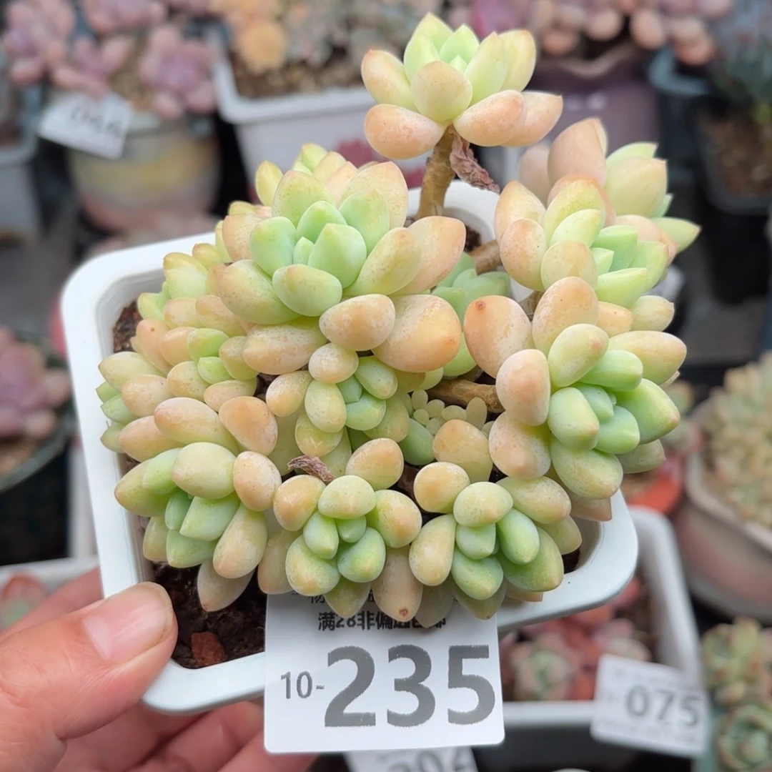 奶酪蛋糕整桩多肉多