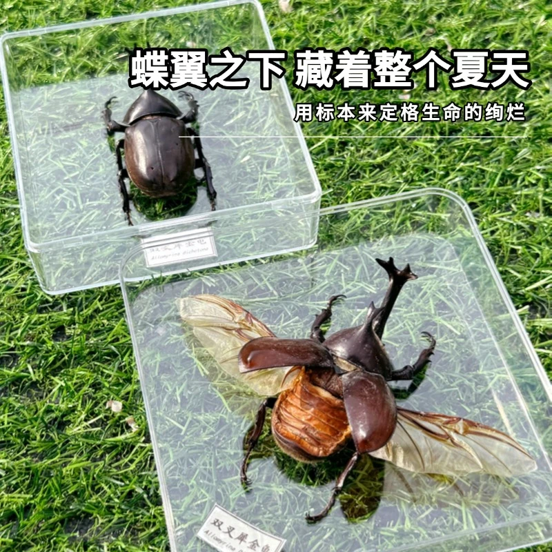 双叉犀金龟亚克力高透标本装饰摆件小众创意家居摆件送儿童礼物