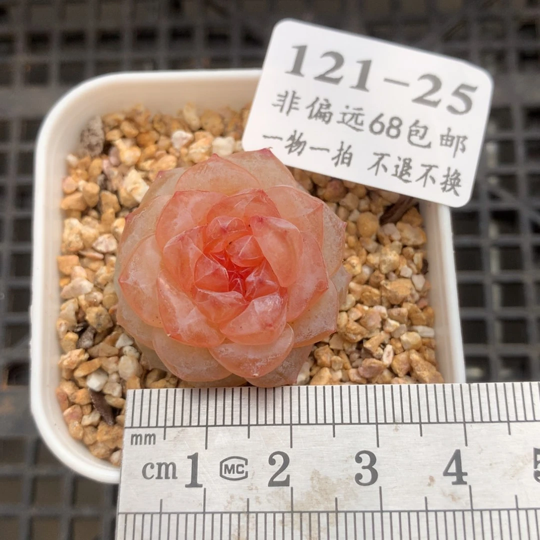 25。冰花。小个头。福利。