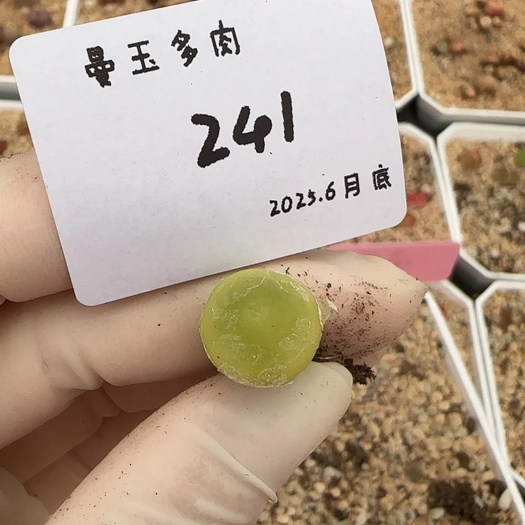 S****多肉多肉多肉6.27-241