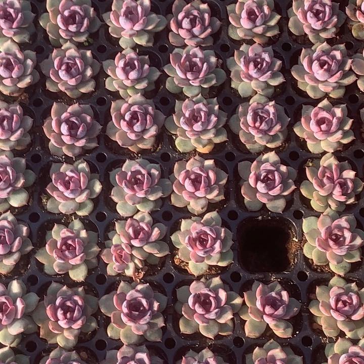 黑橙子 拍5发7颗（满9.99包邮不满9.99发叶子）