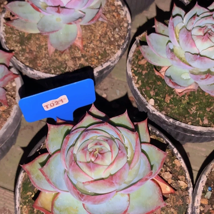 t021惊鸿仙子单脱土