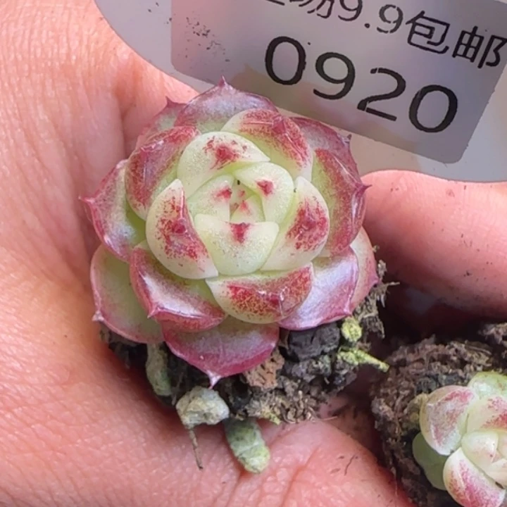 920号   麦秆冰泉个体