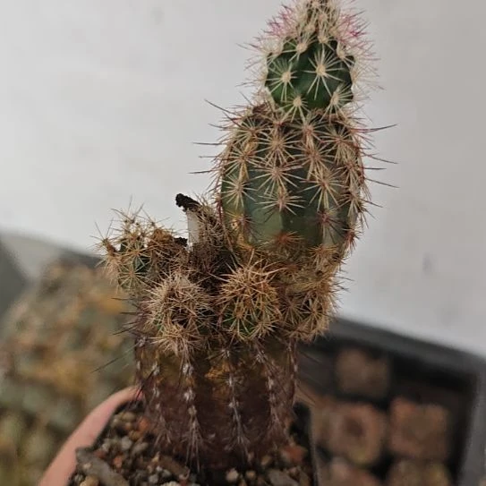 实生播种带大整盆！！！