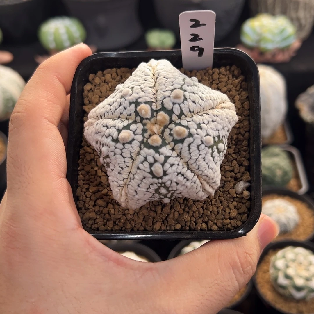 浓白五角星带v编码229