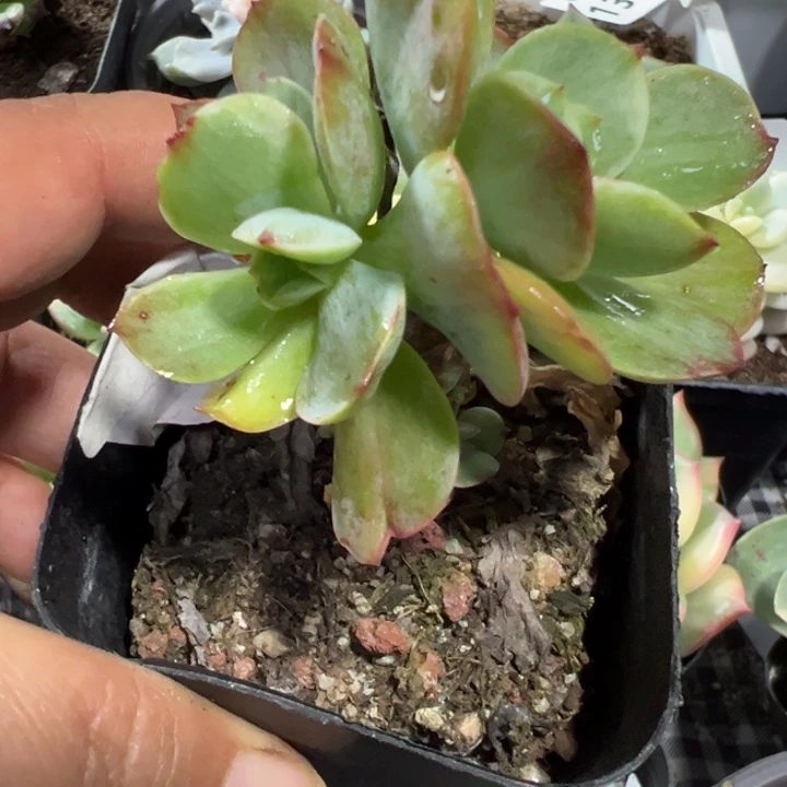 碧桃锦多肉植物量