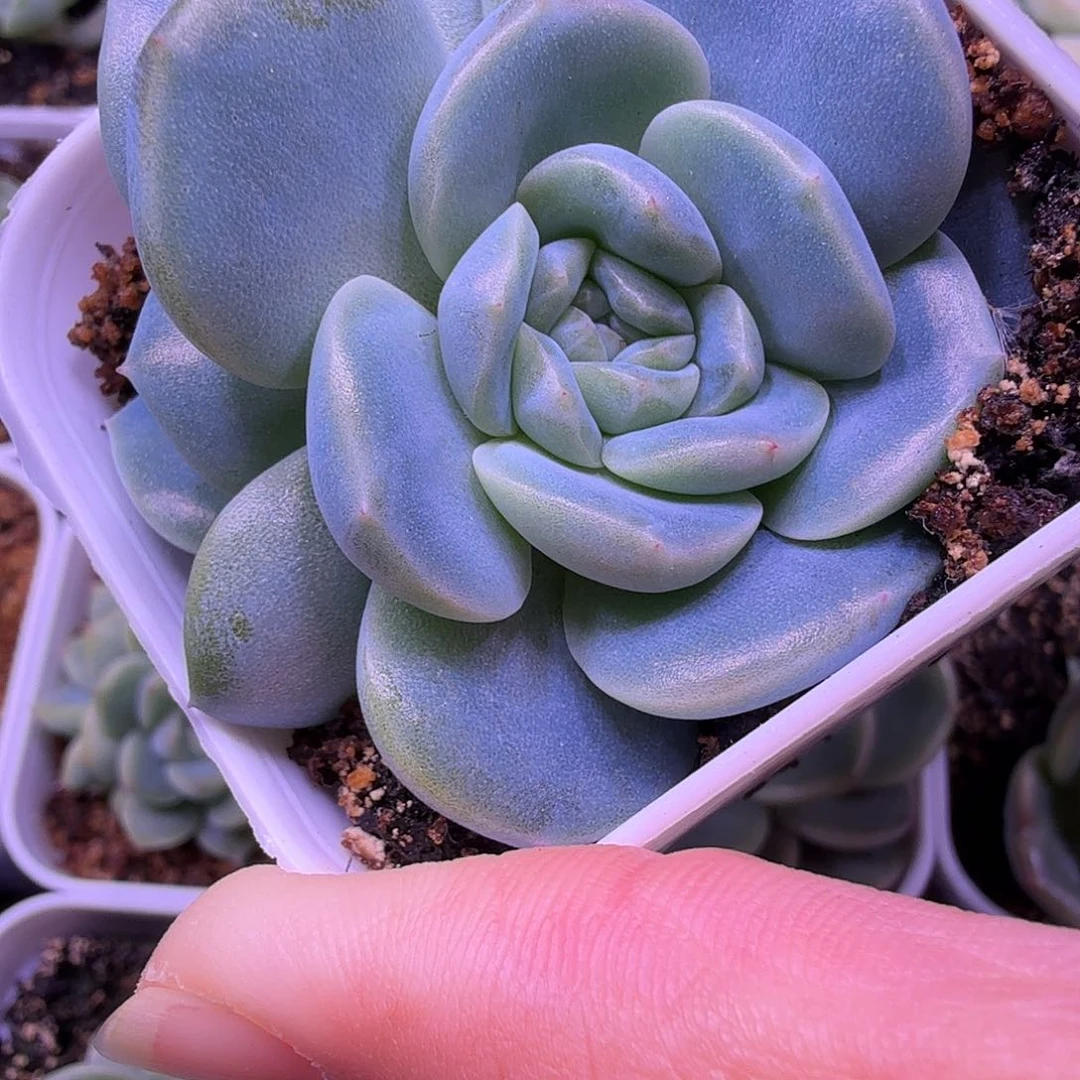 甜心火烈鸟叶插苗一物一拍