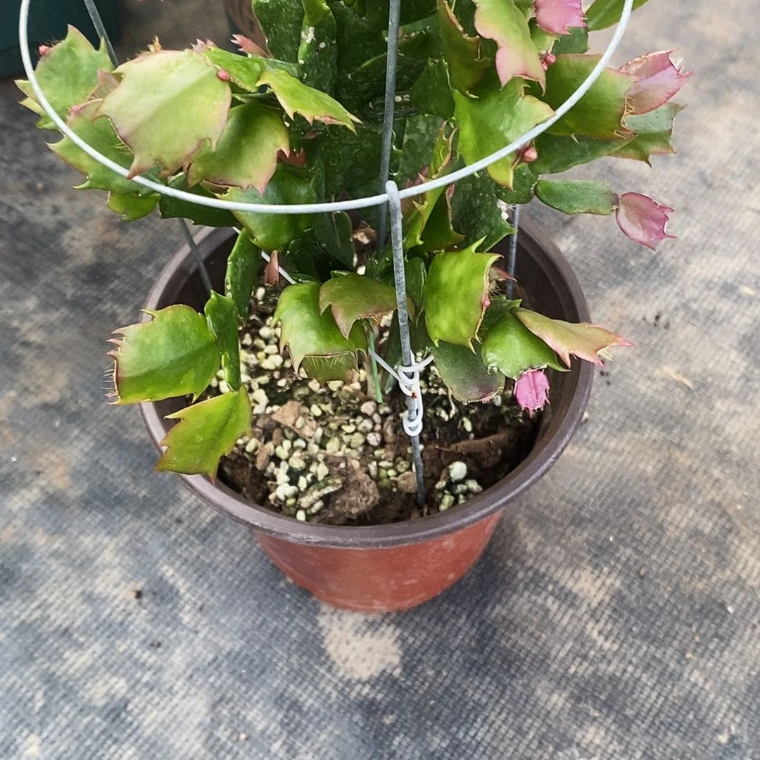 艳***5完全开放福利款单层