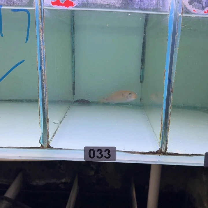 慈鲷33号松比西母鱼