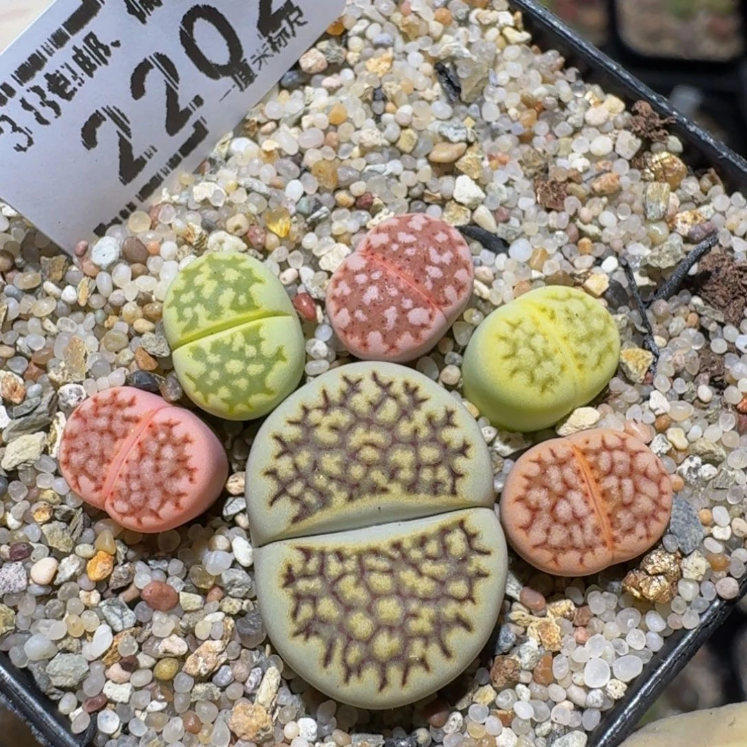 Zzzzz生石花肉锥2202