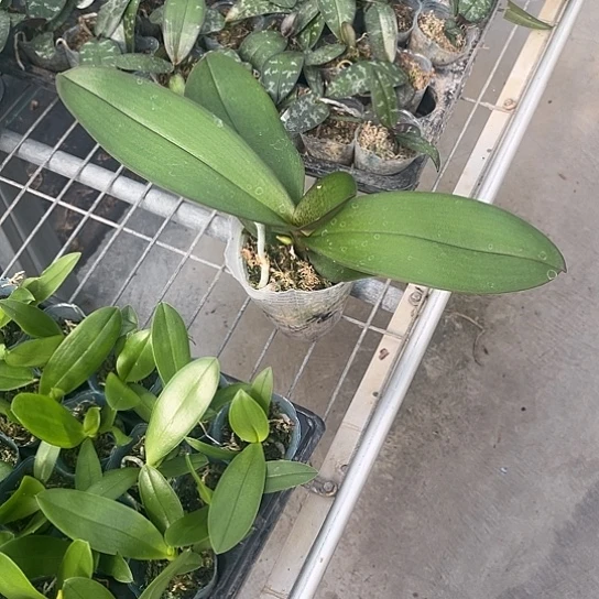 完全开放图尔坎3.0