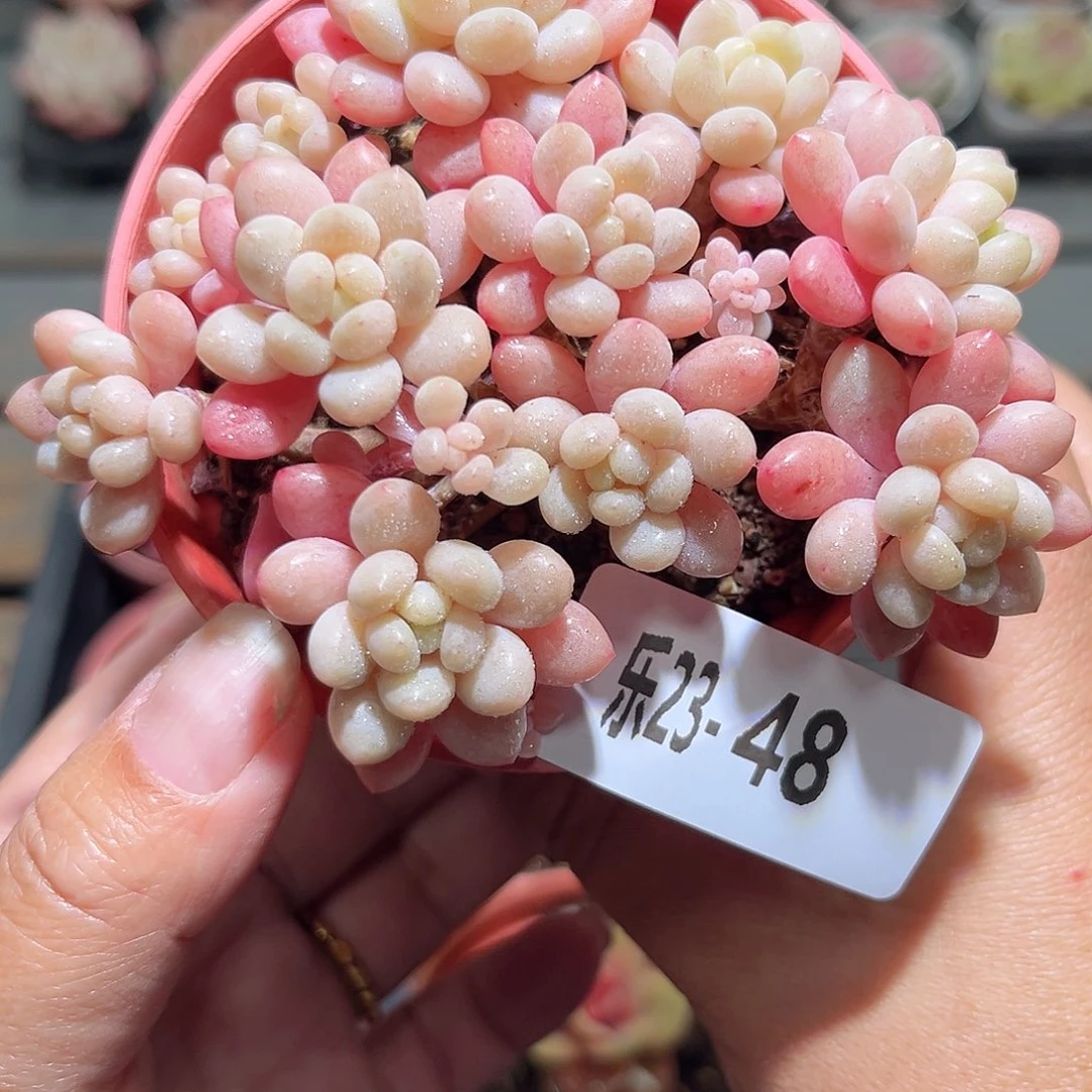 乐23-48洛可可群不包整