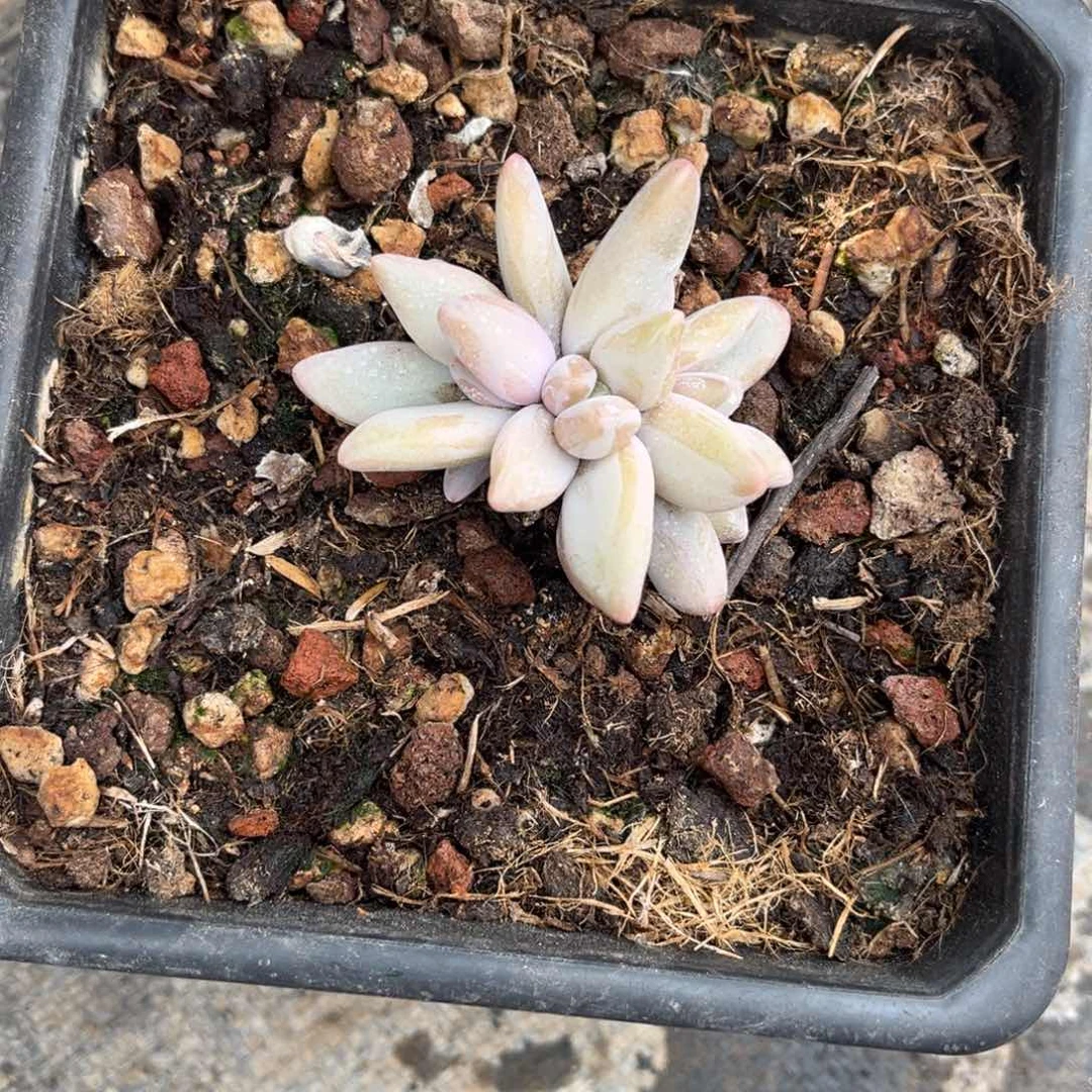 多肉植物多肉植物