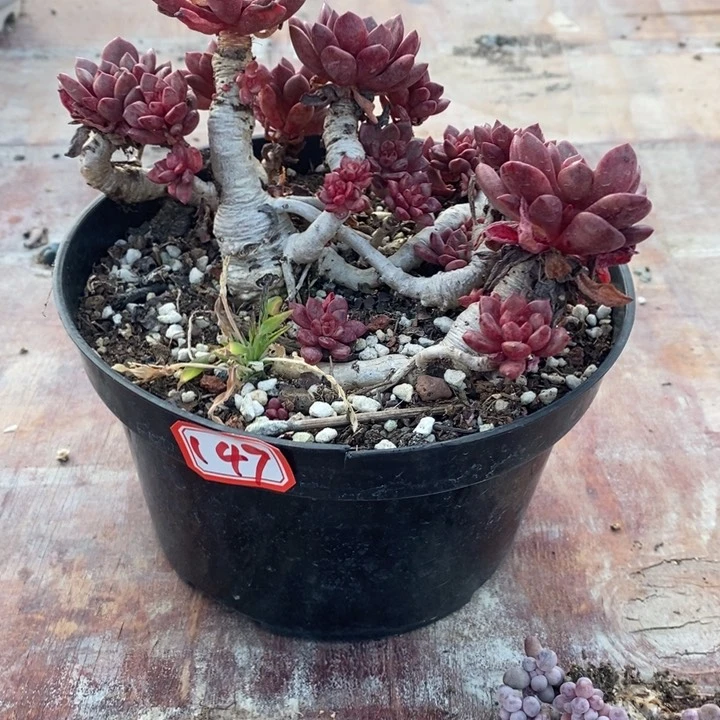 皮**妈一物一拍红宝石多肉147