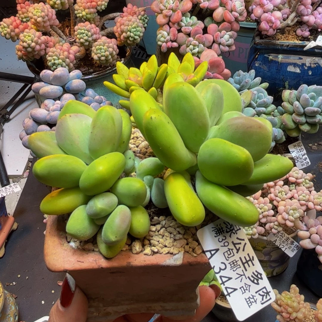 芒果奶酪344/8cm多肉