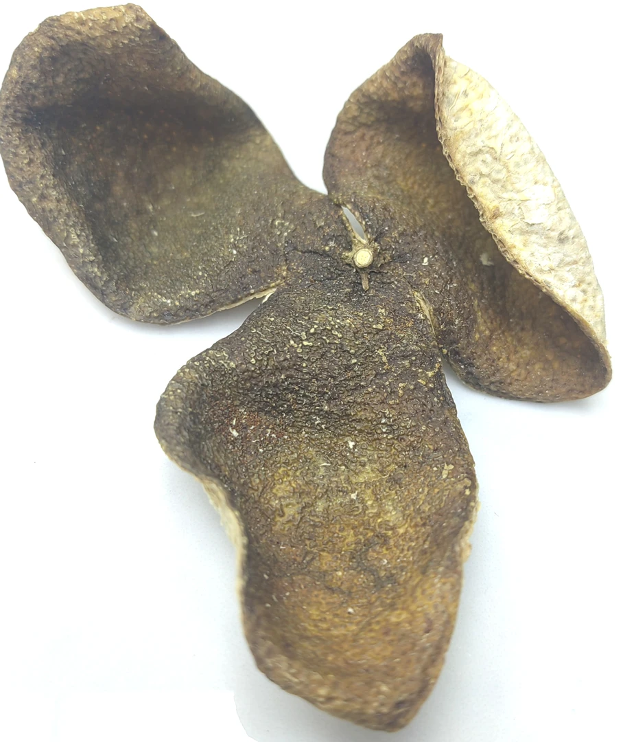 2020年东甲原始品种青陈皮（内有单片整片统货发货）