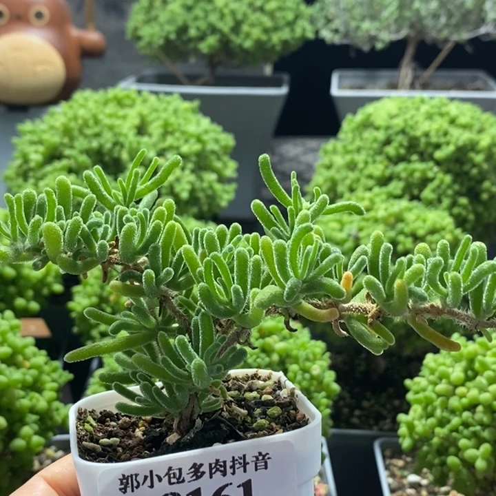 荧光兔8161枝干番杏