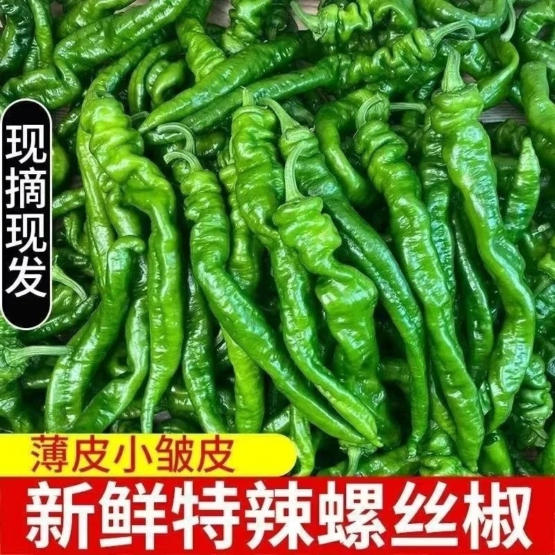 蔬菜青椒尖椒香辣辣椒炒肉微辣中辣现摘产地直发新鲜正宗螺丝椒