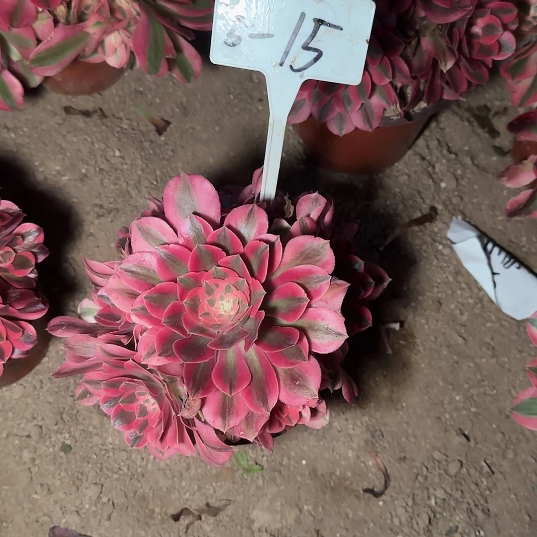 5-15粉女巫________………………