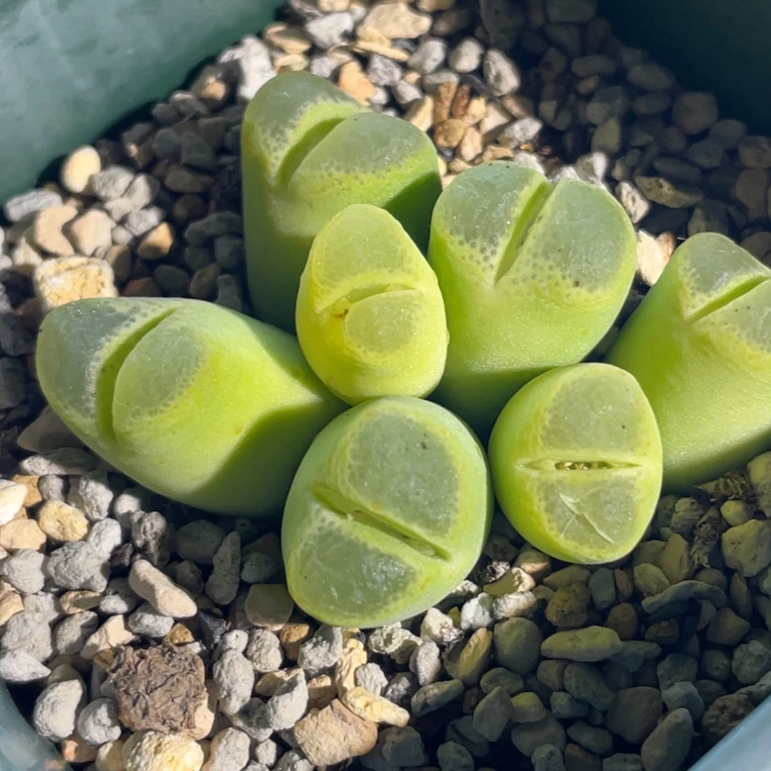 胖虎风铃植物一物一拍