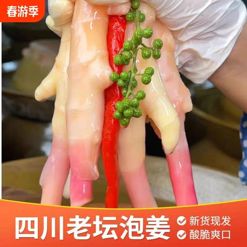手工制作2025泡仔姜即食姜芽酸辣爽脆嫩姜四川泡菜传统老坛泡菜 D