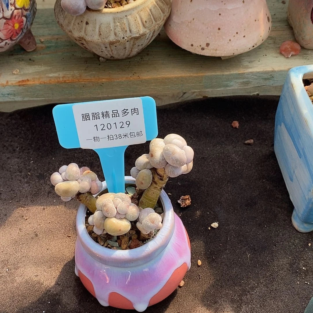 129曲目曲序two我的