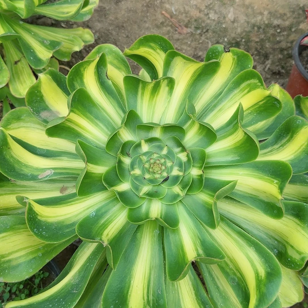 3-1108--+多头多肉植物大战