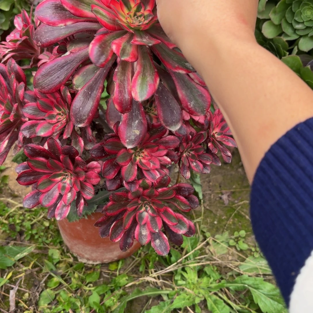 423多肉植物捧花的时候