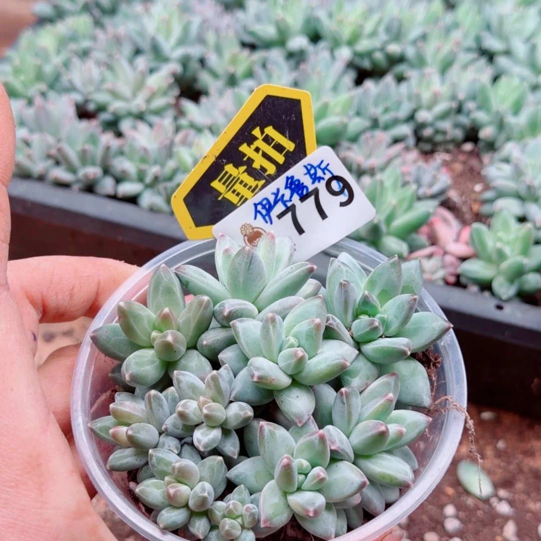 多肉植物多肉植物