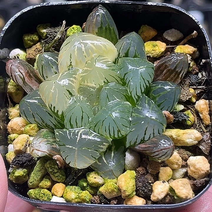 247大窗狄原五号锦