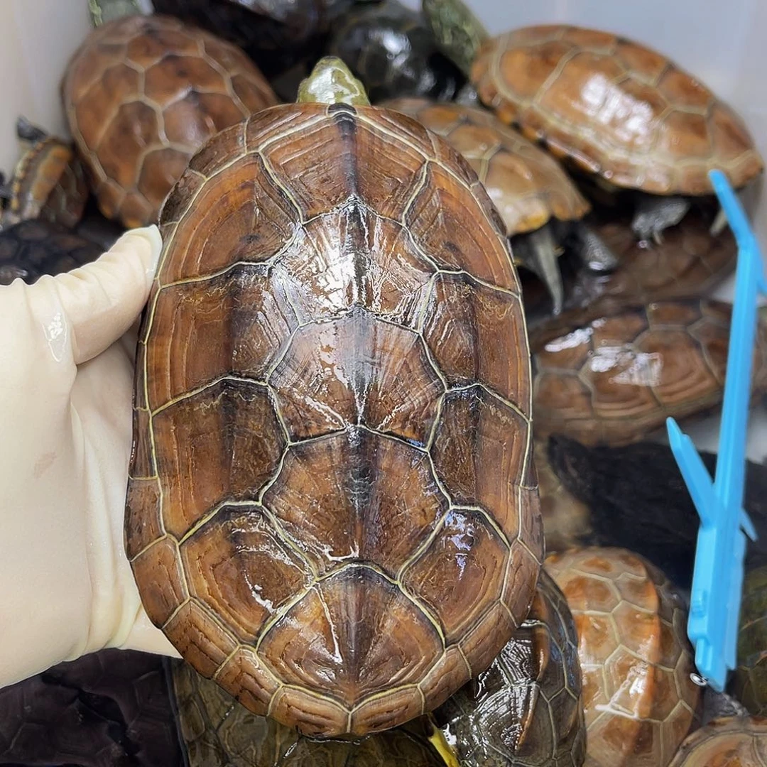 W***_中华草龟公母搭配