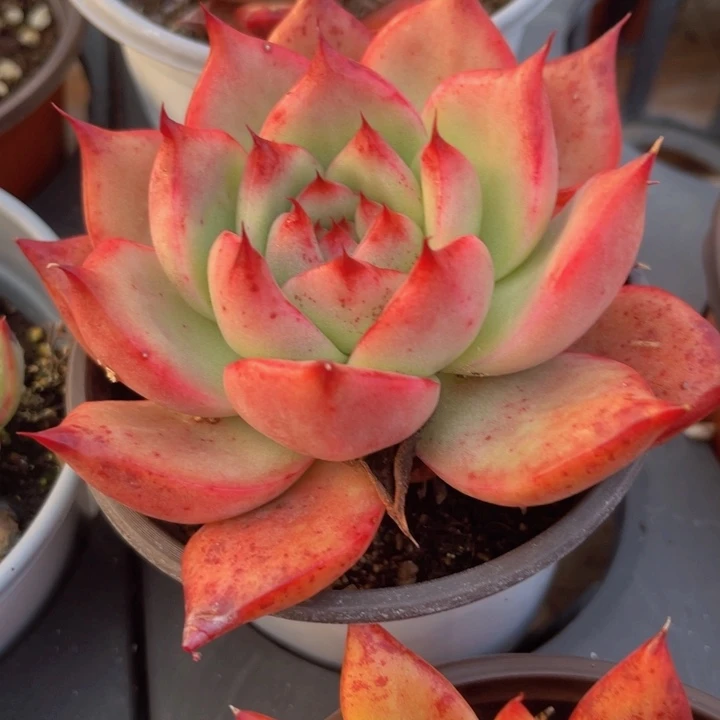 粉钻多肉植物16多肉植物