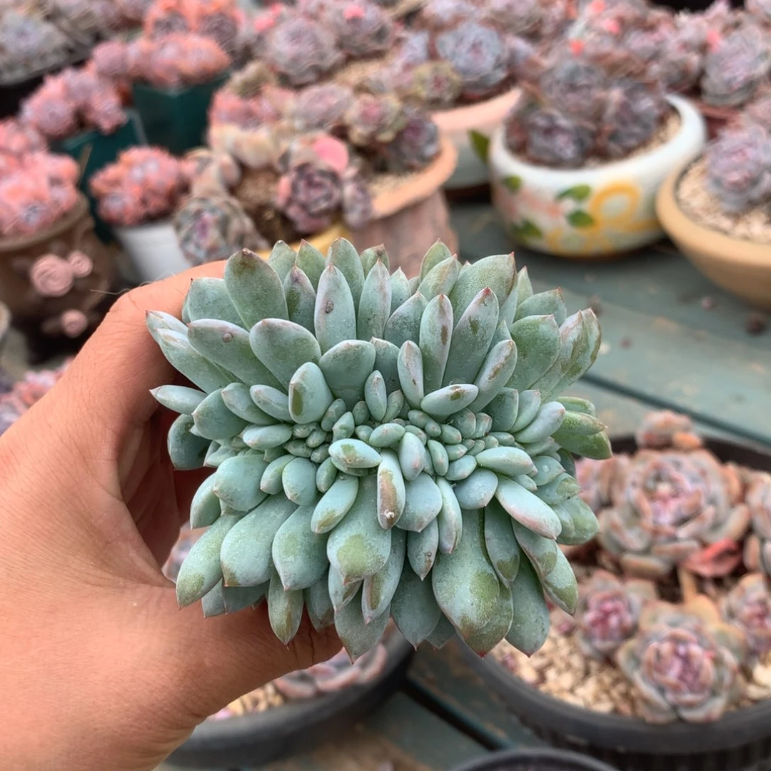 无花朵缀化花花花花花花花花1