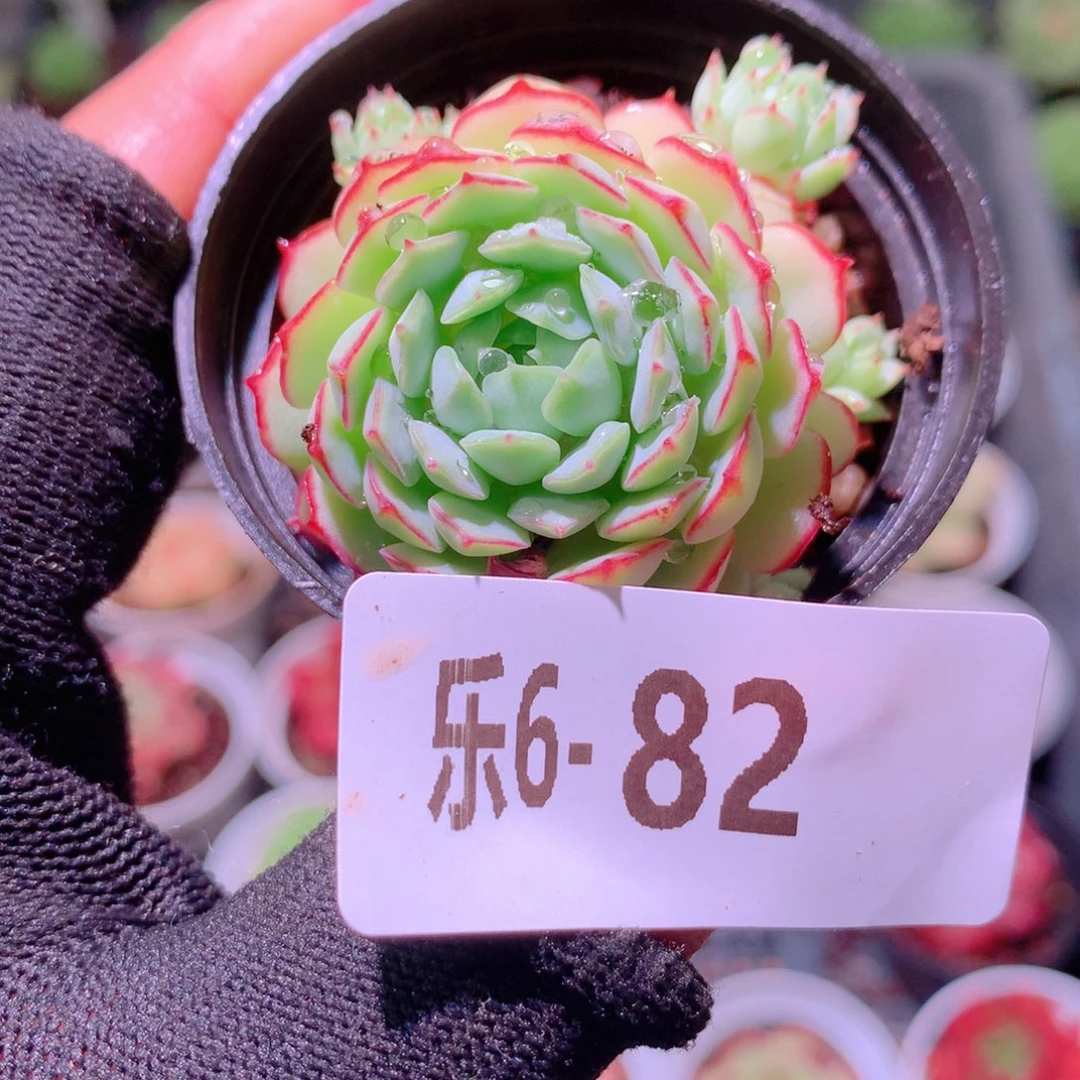 乐然6-82 小红船