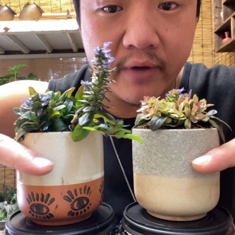 红陶一物一拍所见即所得25